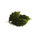 Bitter gourd - small ( छोटा करेला ) - Image 2